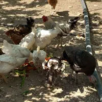 مورغ|حیوانات مزرعه|سنندج, |دیوار