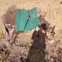الاق کر ماده