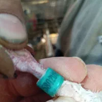 کبوتر پلاکی مسافتی انگلیس