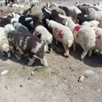 گوسفند زنده برای عید قربان تخفیف ویژه