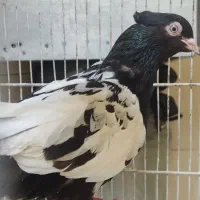 کفتر|پرنده|مشهد, چهنو|دیوار