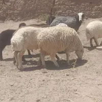 بره  شیشک شال    قوچ   میش   نژادی