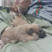 واگذاری چند عدد توله نژاد اشمیت