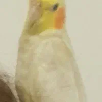 عروس هلندی گم شده بادریافت مژدگانی خوب
