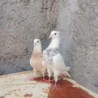 کبوتر طوقی