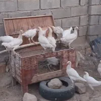جوجه+لطفا بااین شماره تماس  بگیرید