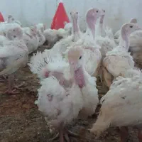 بوقلمون بیوتی