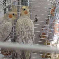 عروس هلندی