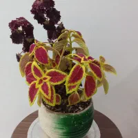 گل و گیاه طبیعی