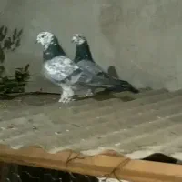 کفتر نرو ماده به شرط