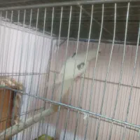 عروس هلندی ۲خال البینو مولد واقعی بشرط