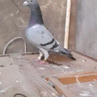 کبوترپلاکی فراری دادم