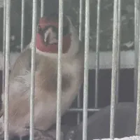 سهره نر تضمینی جسه درشت