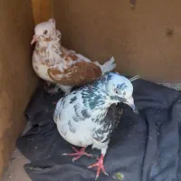یک جفت کبوتر کفتر کیشکیلک