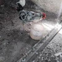 خروس گلین