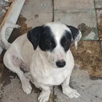 سگ گم شده در کارواش