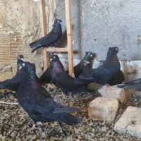 کفتر زاغ
