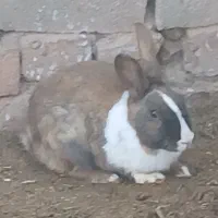 خرگوش فروشی محلی