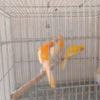 قناری نر رسمی اصل خوش قواره خوش رنگ