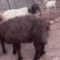 فروش بره نر،بز و میش