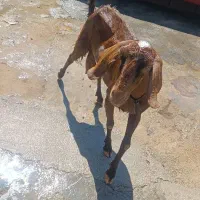 بز داشتی