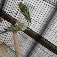 یک جفت مرغ عشق ماده دستی