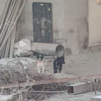سگ قدرجانی