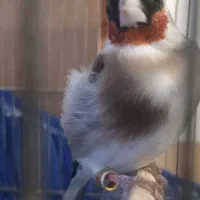 سهره نر جوجه قفس