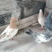 کبوتر،کفتر