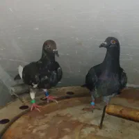 کبوتر پلاکی جوجه هیچ پر ۲عدد