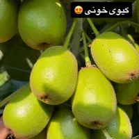 فروش کیوی خونی