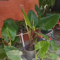 فروش باباآدم، تکی و عمده