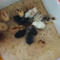 جوجه یک هفته ای