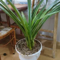 5عدد گل طبیعی در ارومیه