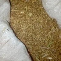 گندم دیم