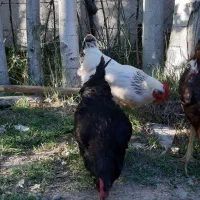 مرغ لاری و خانگی تخم گذار