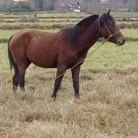 مادیان ۴ساله