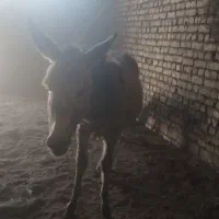 کره خر نر