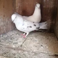 کبوتر