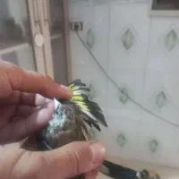 سهره ماده