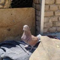 کبوتر