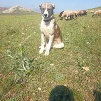 ...|سگ|دشتک, |دیوار