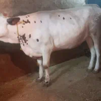 گاو یا تلیسه کشتاری سیمینتال