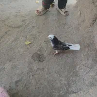 کبوتر|پرنده|خوی, |دیوار