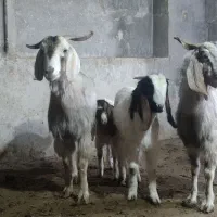 بز و بزغاله