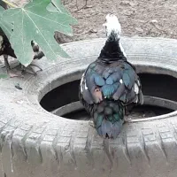اردک اسرائیلی تخم گذار