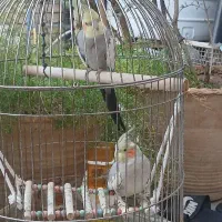 عروس هلندی