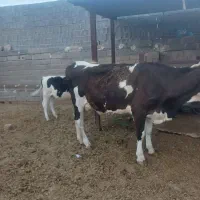 گاو درجه یک