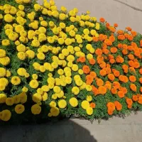 گل باغچه|گل و گیاه طبیعی|اصفهان, کارلادان|دیوار
