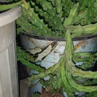 گلهای زینتی گلدانی